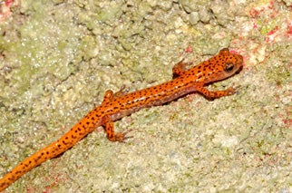 Salamander in malay